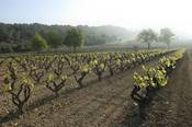 Picutre: Homepage of the vinery of Albet i Noya, www.albetinoya.com