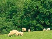 Soil Assocation: Farm Scene.